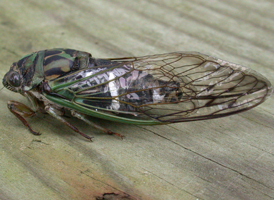 Scissor-grinder Cicada